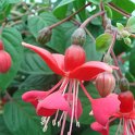 Fuchsia x 'Beauty of Exeter'